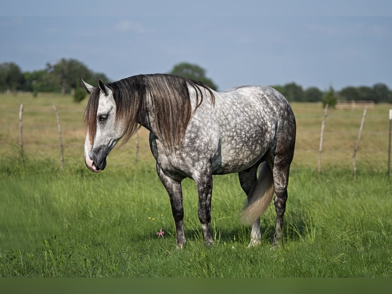 American Quarter Horse Mix Wallach 6 Jahre 155 cm Schimmel in Terrell, TX