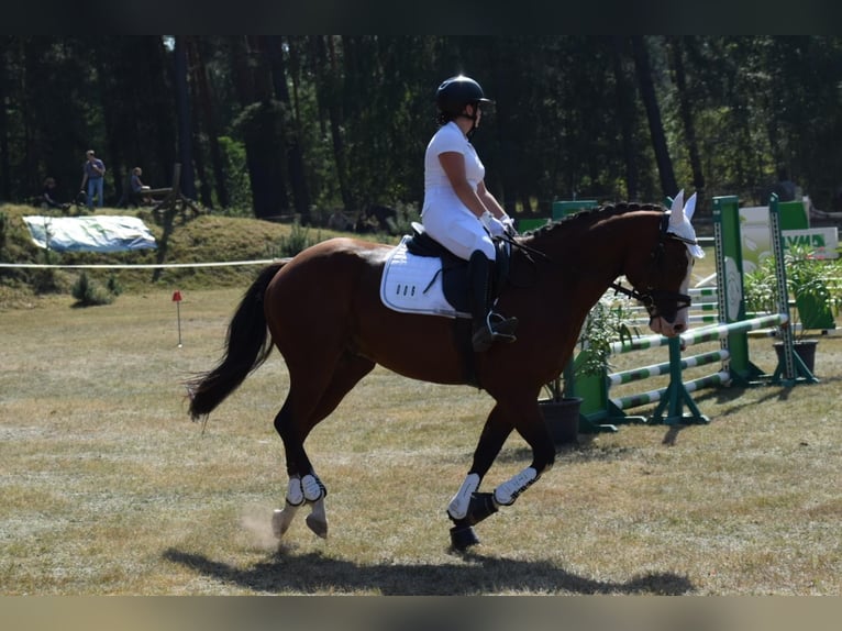 American Quarter Horse Wallach 6 Jahre 156 cm Brauner in Berlin