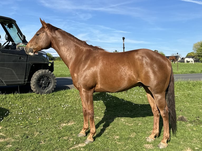 American Quarter Horse Wallach 6 Jahre 156 cm Fuchs in Hennef