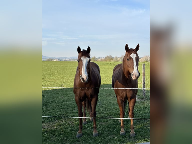 American Quarter Horse Wallach 6 Jahre 156 cm Fuchs in Hennef