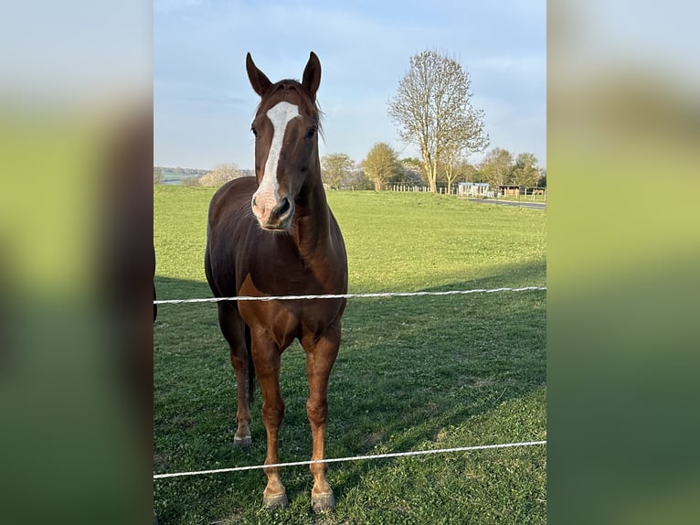 American Quarter Horse Wallach 6 Jahre 156 cm Fuchs in Hennef