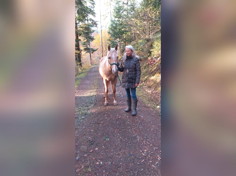 American Quarter Horse Wallach 6 Jahre 156 cm Palomino in Steinen