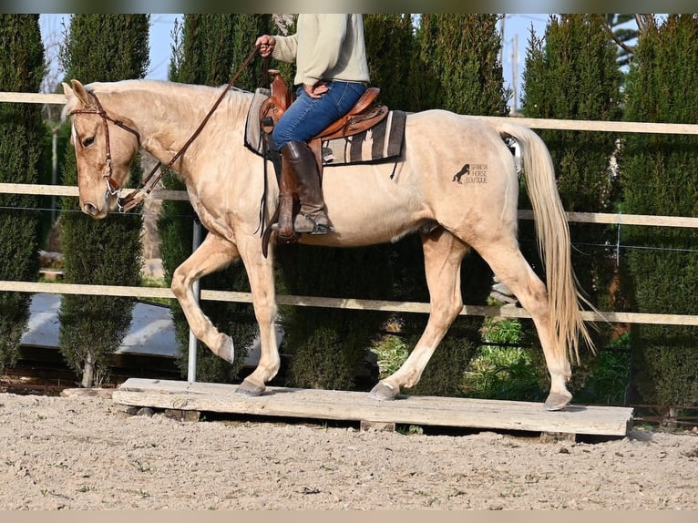 American Quarter Horse Wallach 6 Jahre 156 cm Palomino in Mallorca