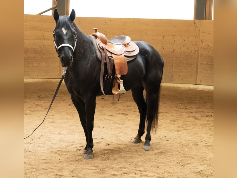 American Quarter Horse Wallach 6 Jahre 156 cm Rappe in Wasserlosen