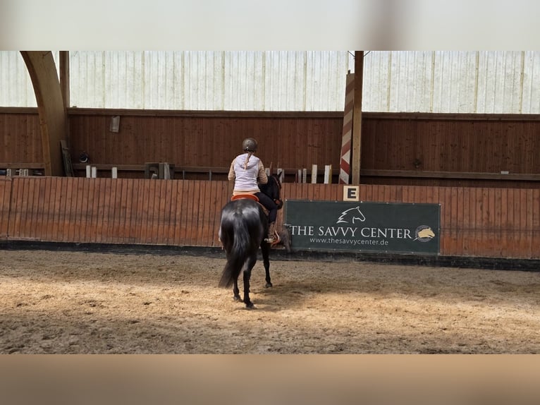 American Quarter Horse Wallach 6 Jahre 156 cm Rappe in Wasserlosen