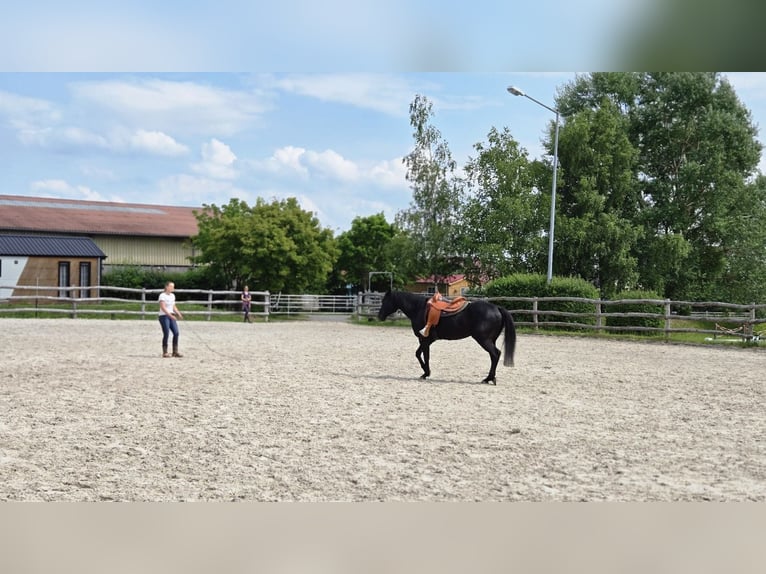 American Quarter Horse Wallach 6 Jahre 156 cm Rappe in Wasserlosen