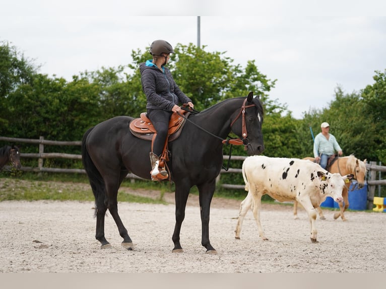American Quarter Horse Wallach 6 Jahre 156 cm Rappe in Wasserlosen