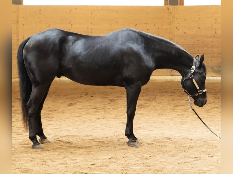 American Quarter Horse Wallach 6 Jahre 156 cm Rappe in Wasserlosen