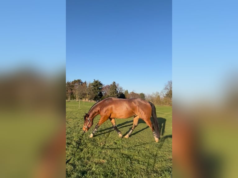 American Quarter Horse Wallach 6 Jahre 156 cm Roan-Bay in Issum