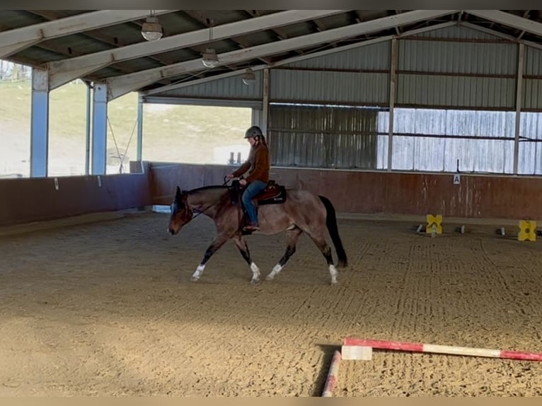 American Quarter Horse Wallach 6 Jahre 156 cm Roan-Bay in Issum