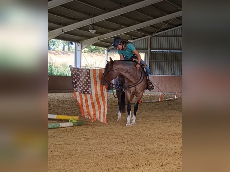 American Quarter Horse Wallach 6 Jahre 156 cm Roan-Bay in Issum