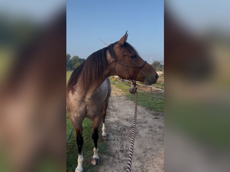 American Quarter Horse Wallach 6 Jahre 156 cm Roan-Bay in Issum