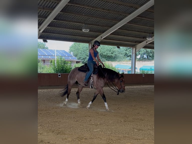 American Quarter Horse Wallach 6 Jahre 156 cm Roan-Bay in Issum
