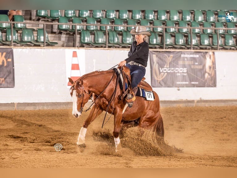 American Quarter Horse Wallach 6 Jahre 156 cm Rotfuchs in Nennslingen