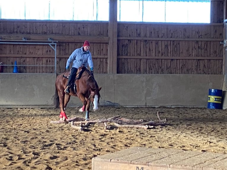 American Quarter Horse Wallach 6 Jahre 156 cm Rotfuchs in Nennslingen