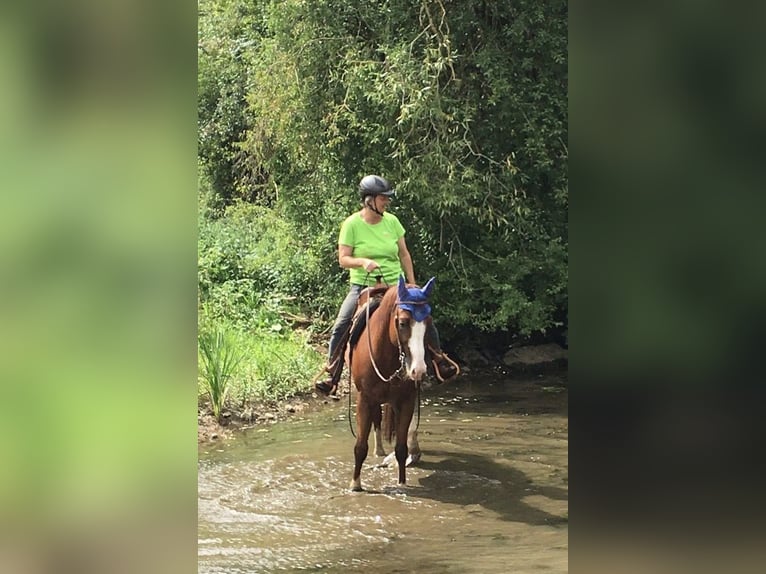 American Quarter Horse Wallach 6 Jahre 156 cm Rotfuchs in Nennslingen