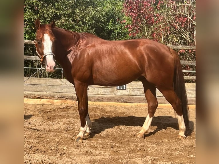 American Quarter Horse Wallach 6 Jahre 156 cm Rotfuchs in Nennslingen