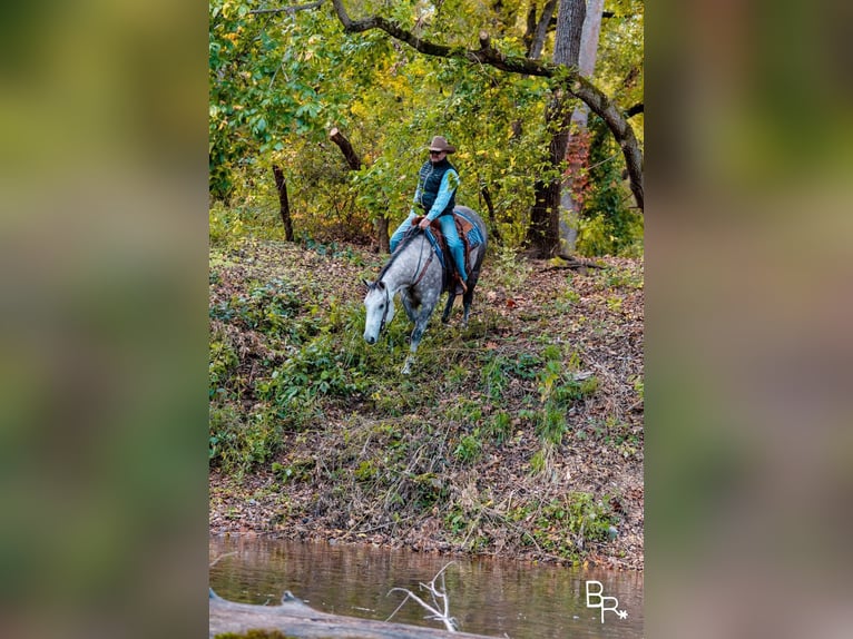 American Quarter Horse Wallach 6 Jahre 157 cm Apfelschimmel in Mountain Grove MO