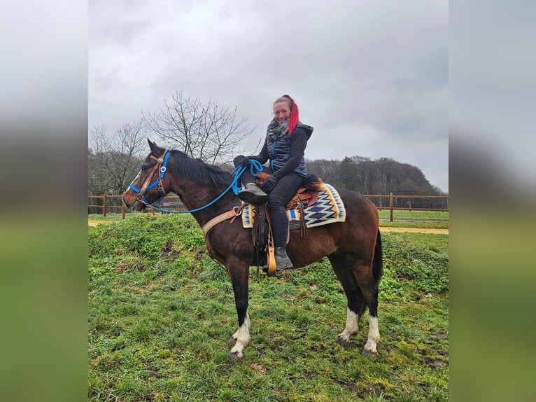 American Quarter Horse Mix Wallach 6 Jahre 157 cm Brauner in Linkenbach