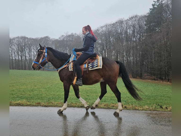 American Quarter Horse Mix Wallach 6 Jahre 157 cm Brauner in Linkenbach