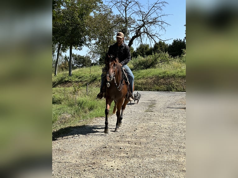 American Quarter Horse Wallach 6 Jahre 157 cm Brauner in Cortazzone