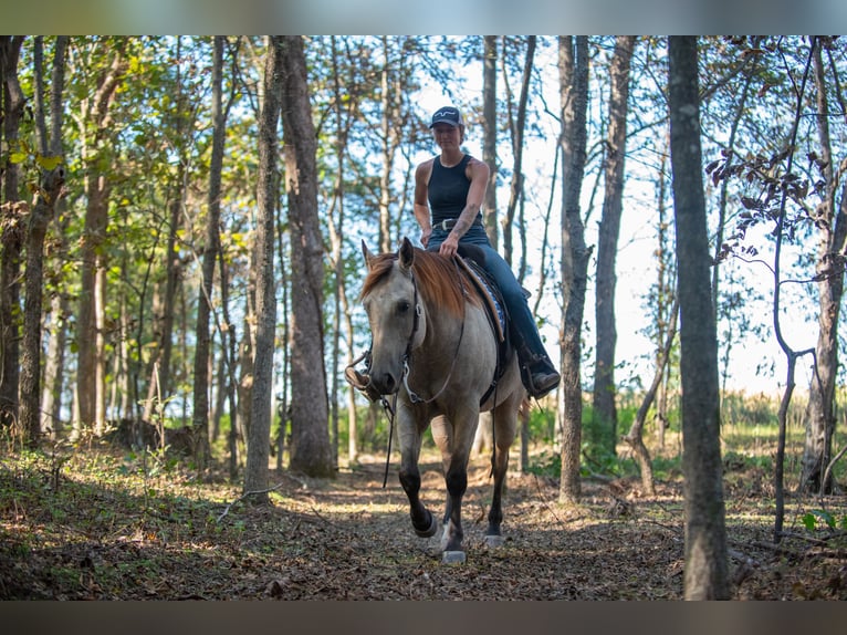 American Quarter Horse Wallach 6 Jahre 157 cm Buckskin in Mayfield