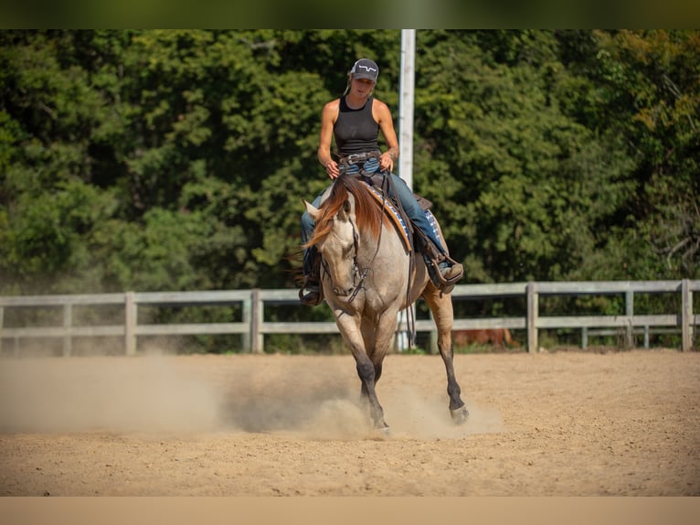 American Quarter Horse Wallach 6 Jahre 157 cm Buckskin in Mayfield