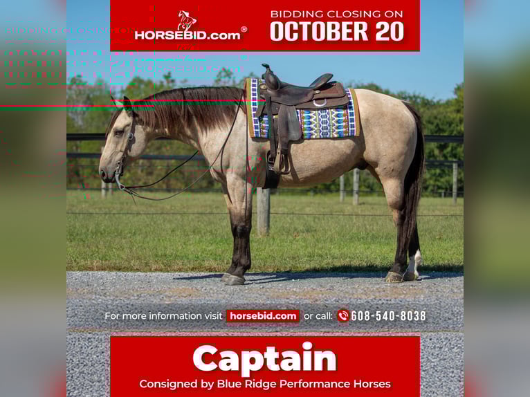 American Quarter Horse Wallach 6 Jahre 157 cm Buckskin in Mayfield