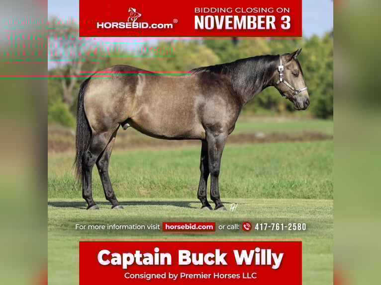 American Quarter Horse Wallach 6 Jahre 157 cm Buckskin in Buffalo