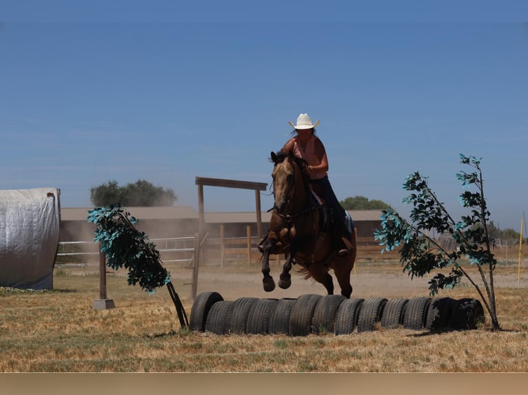 American Quarter Horse Wallach 6 Jahre 157 cm Buckskin in Waterford