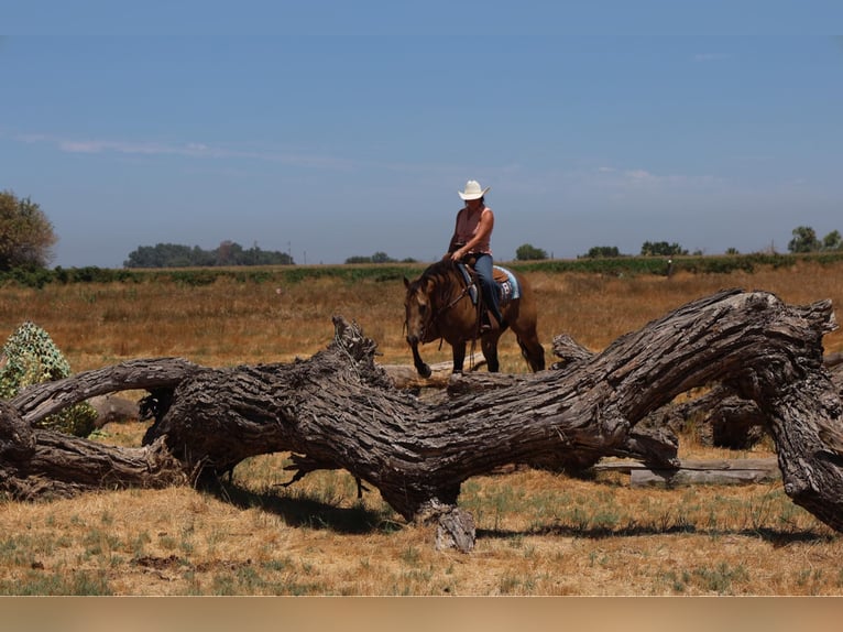 American Quarter Horse Wallach 6 Jahre 157 cm Buckskin in Waterford