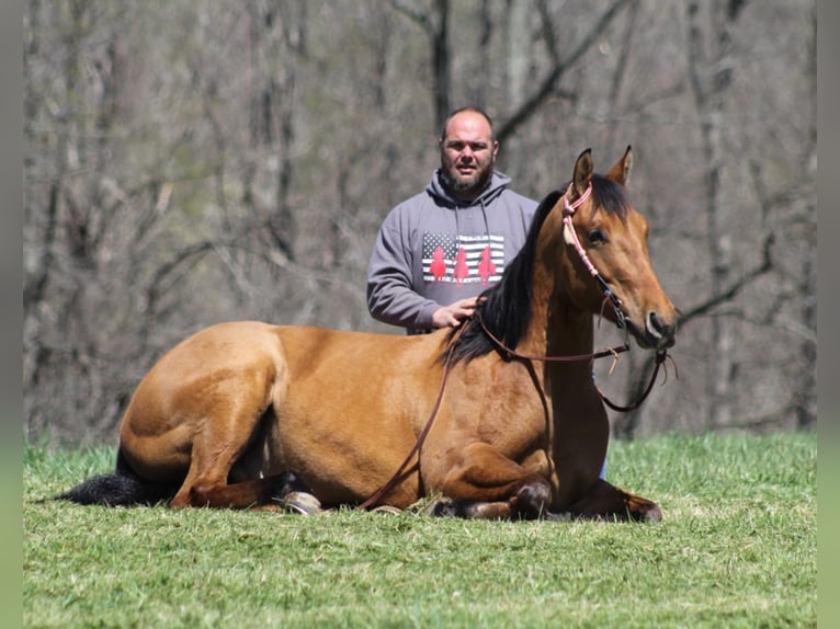 American Quarter Horse Wallach 6 Jahre 157 cm Buckskin in Mount Vernon KY
