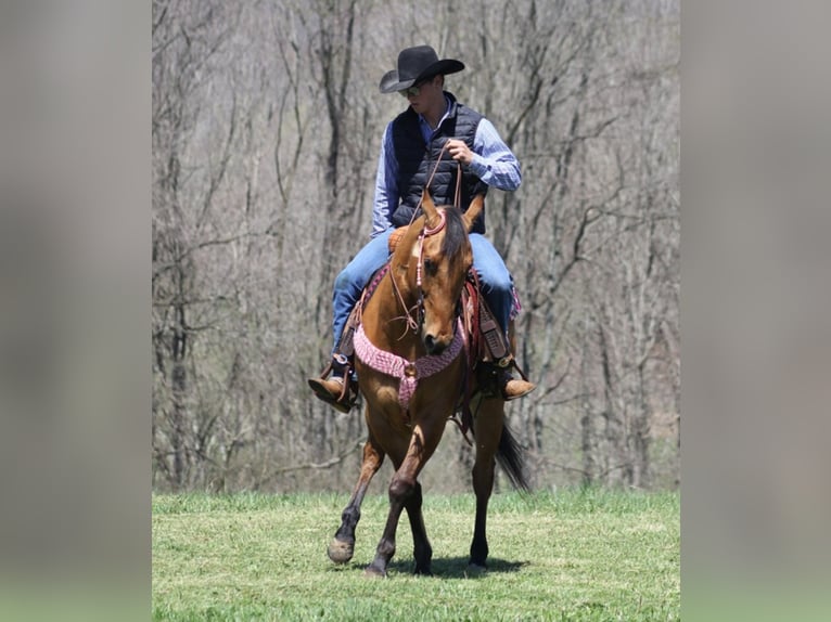 American Quarter Horse Wallach 6 Jahre 157 cm Buckskin in Mount Vernon KY