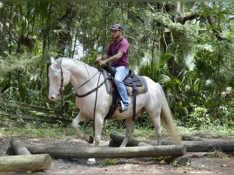 American Quarter Horse Wallach 6 Jahre 157 cm Cremello in Micanopy