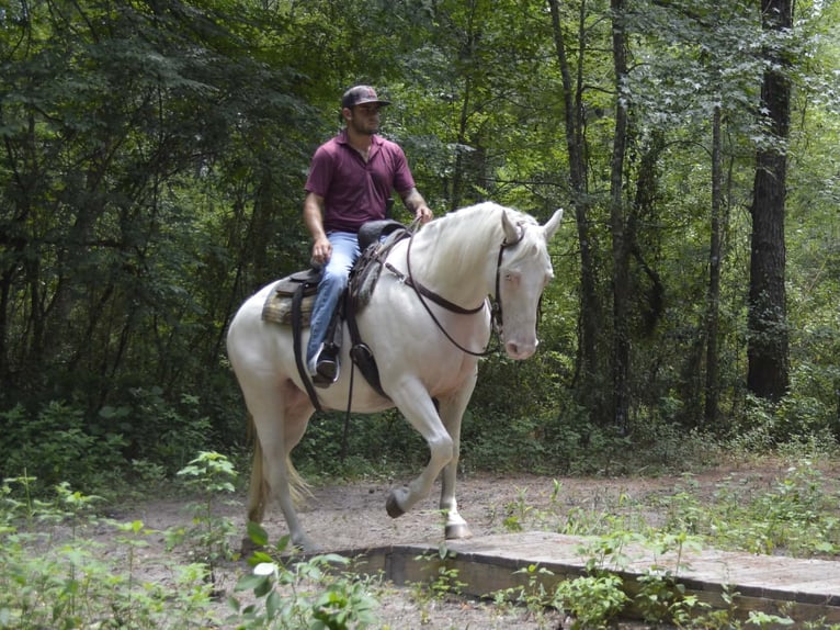 American Quarter Horse Wallach 6 Jahre 157 cm Cremello in Micanopy