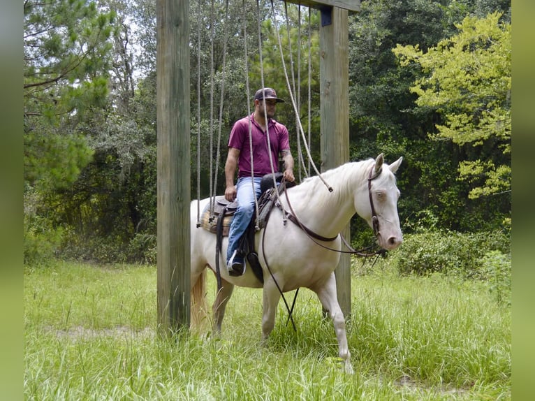 American Quarter Horse Wallach 6 Jahre 157 cm Cremello in Micanopy