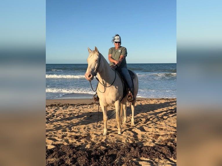 American Quarter Horse Wallach 6 Jahre 157 cm Cremello in Micanopy