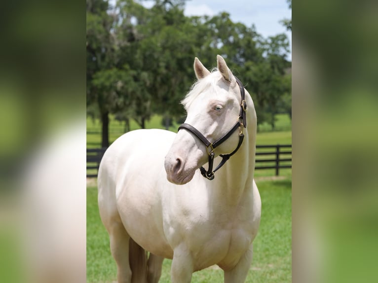 American Quarter Horse Wallach 6 Jahre 157 cm Cremello in Micanopy
