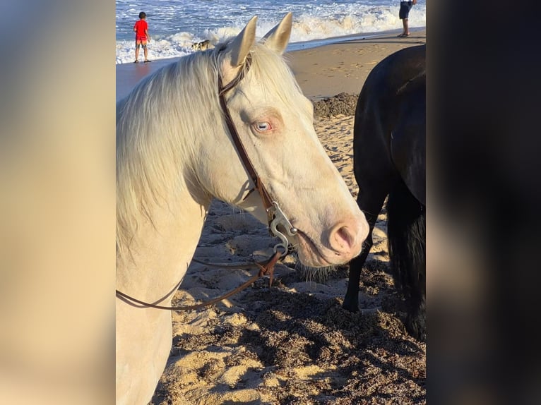 American Quarter Horse Wallach 6 Jahre 157 cm Cremello in Micanopy
