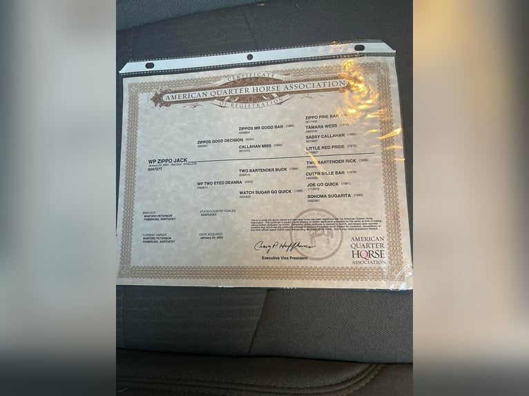 American Quarter Horse Wallach 6 Jahre 157 cm Dunkelfuchs in Sonora KY