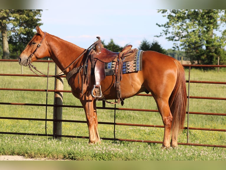 American Quarter Horse Wallach 6 Jahre 157 cm Dunkelfuchs in Sonora KY