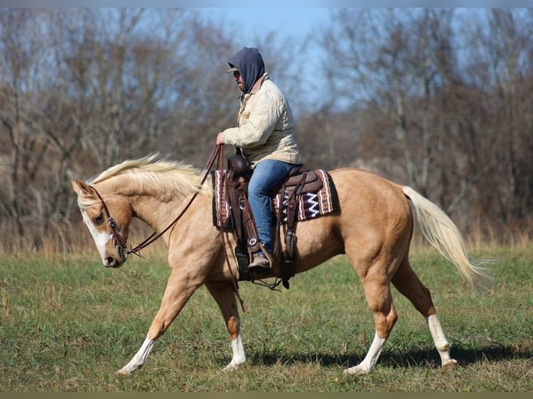 American Quarter Horse Wallach 6 Jahre 157 cm Palomino in Brodhead Ky