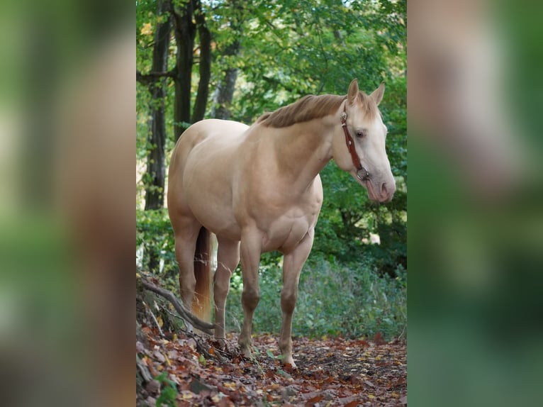 American Quarter Horse Wallach 6 Jahre 157 cm Perlino in Nettersheim American Quarter Horse Wallach 6 Jahre 157 cm Perlino in Nettersheim