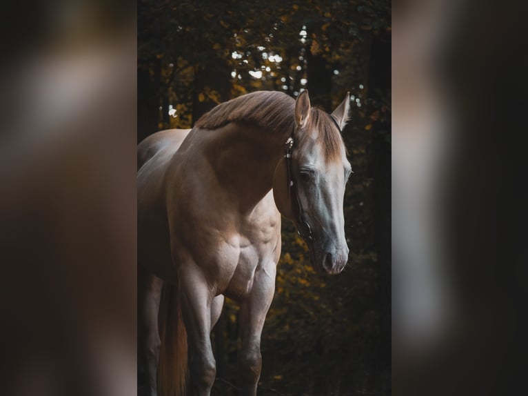 American Quarter Horse Wallach 6 Jahre 157 cm Perlino in Nettersheim American Quarter Horse Wallach 6 Jahre 157 cm Perlino in Nettersheim