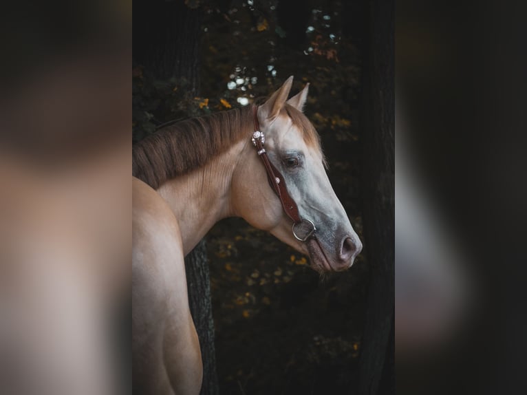 American Quarter Horse Wallach 6 Jahre 157 cm Perlino in Nettersheim American Quarter Horse Wallach 6 Jahre 157 cm Perlino in Nettersheim