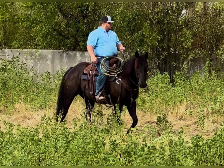American Quarter Horse Wallach 6 Jahre 157 cm Rappe in Breckenridge TX