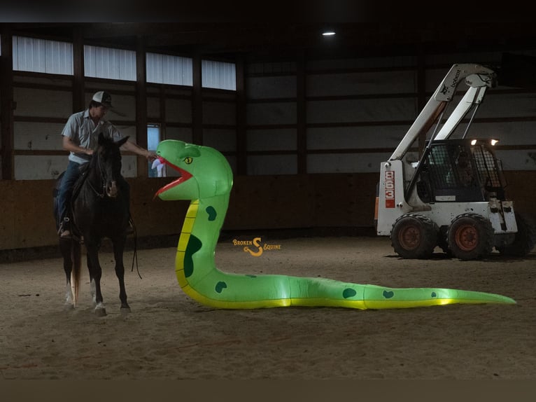 American Quarter Horse Wallach 6 Jahre 157 cm Rappe in Bogard, MO