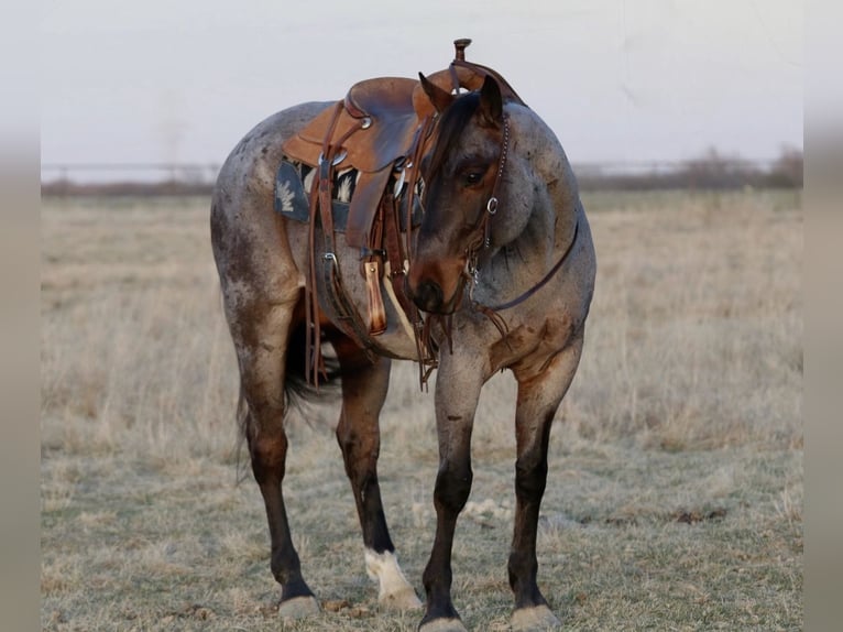 American Quarter Horse Wallach 6 Jahre 157 cm Roan-Bay in Mineral Wells