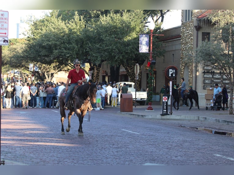 American Quarter Horse Wallach 6 Jahre 157 cm Roan-Bay in Mineral Wells