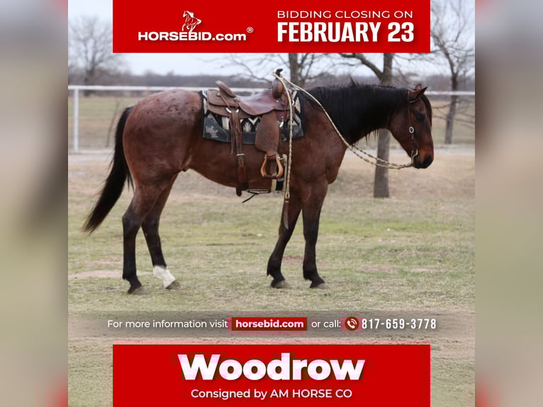 American Quarter Horse Wallach 6 Jahre 157 cm Roan-Bay in Mineral Wells